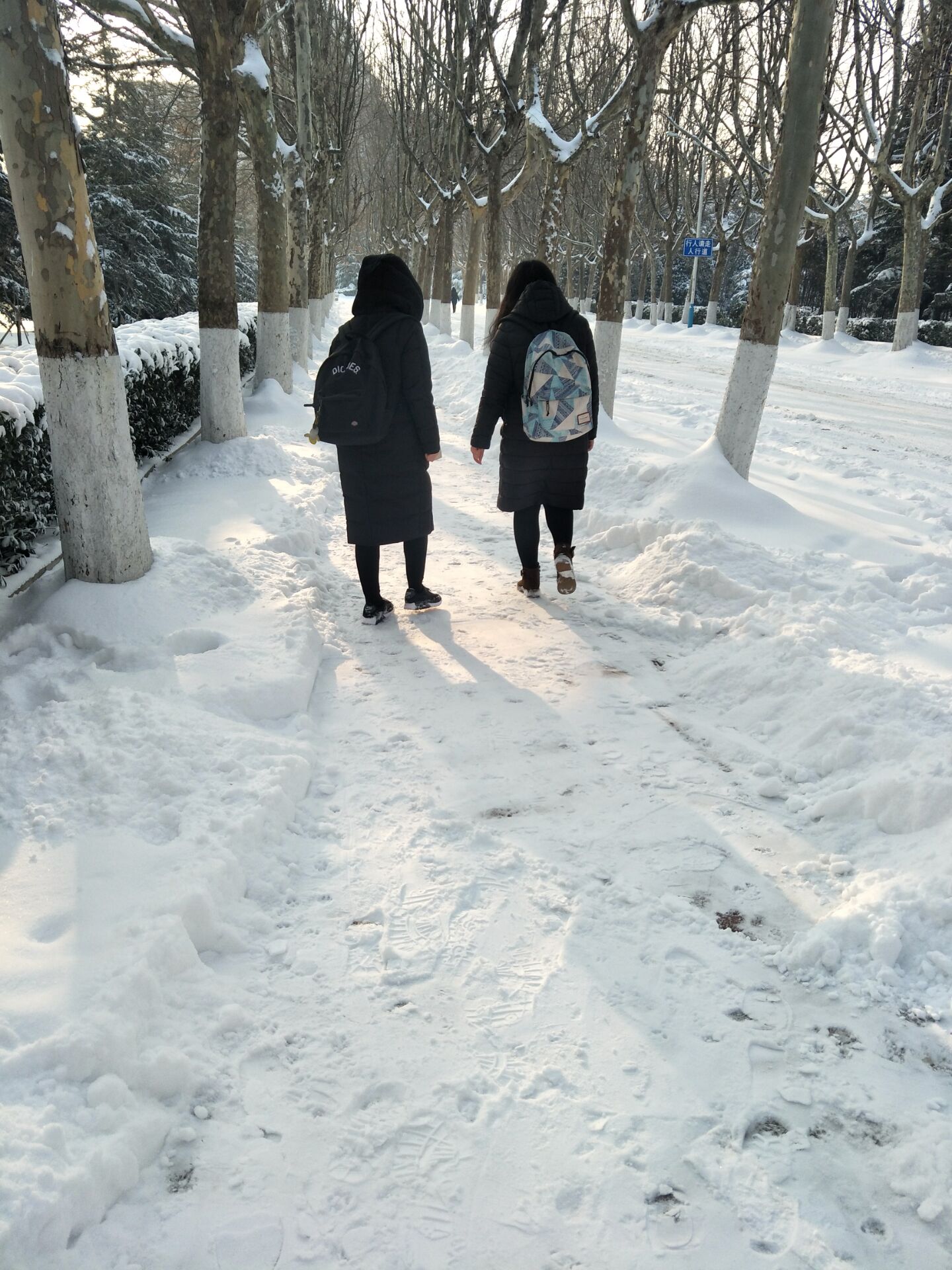 和云子、汤汤去研究院的路上
