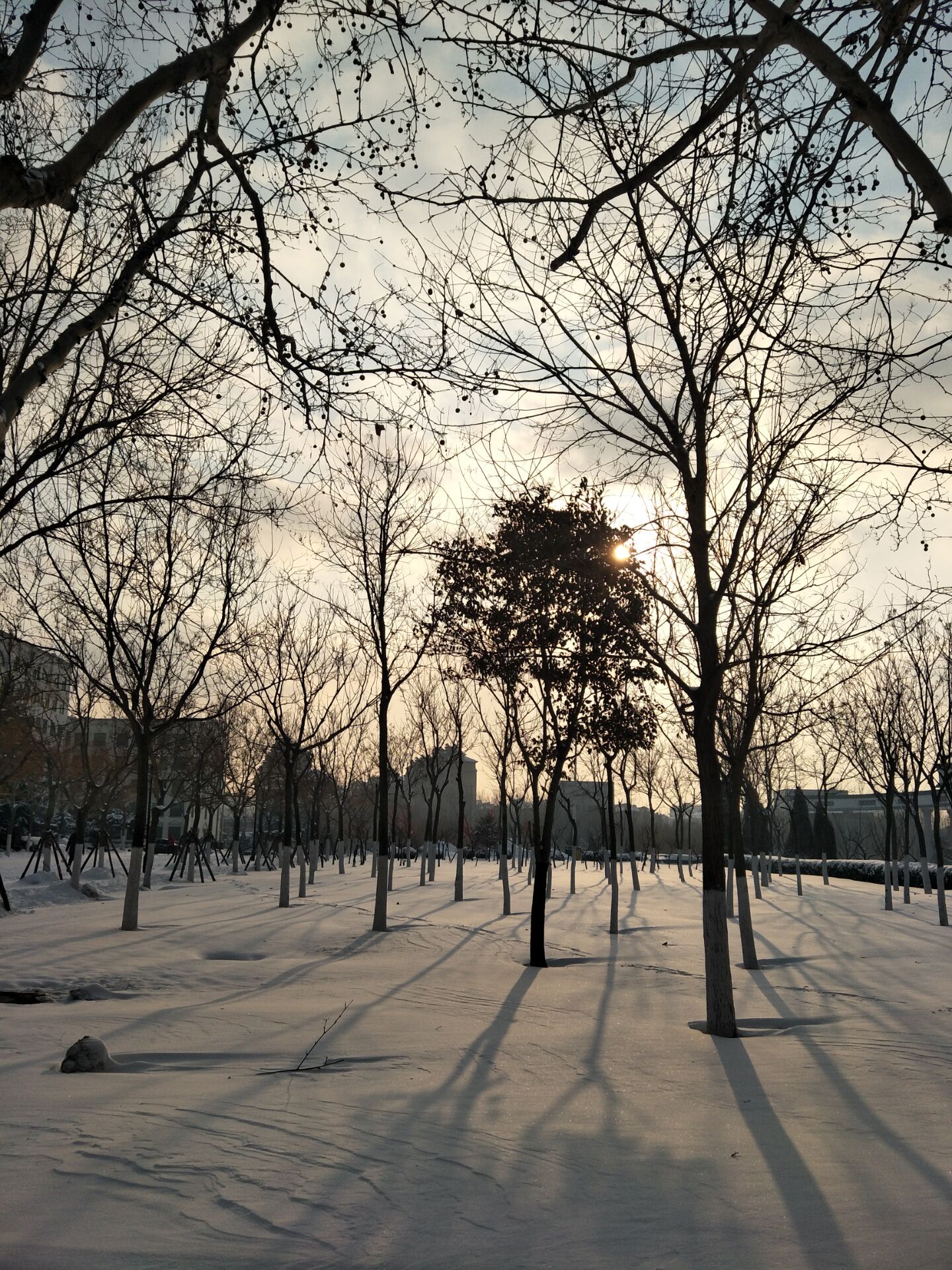 早晨的积雪
