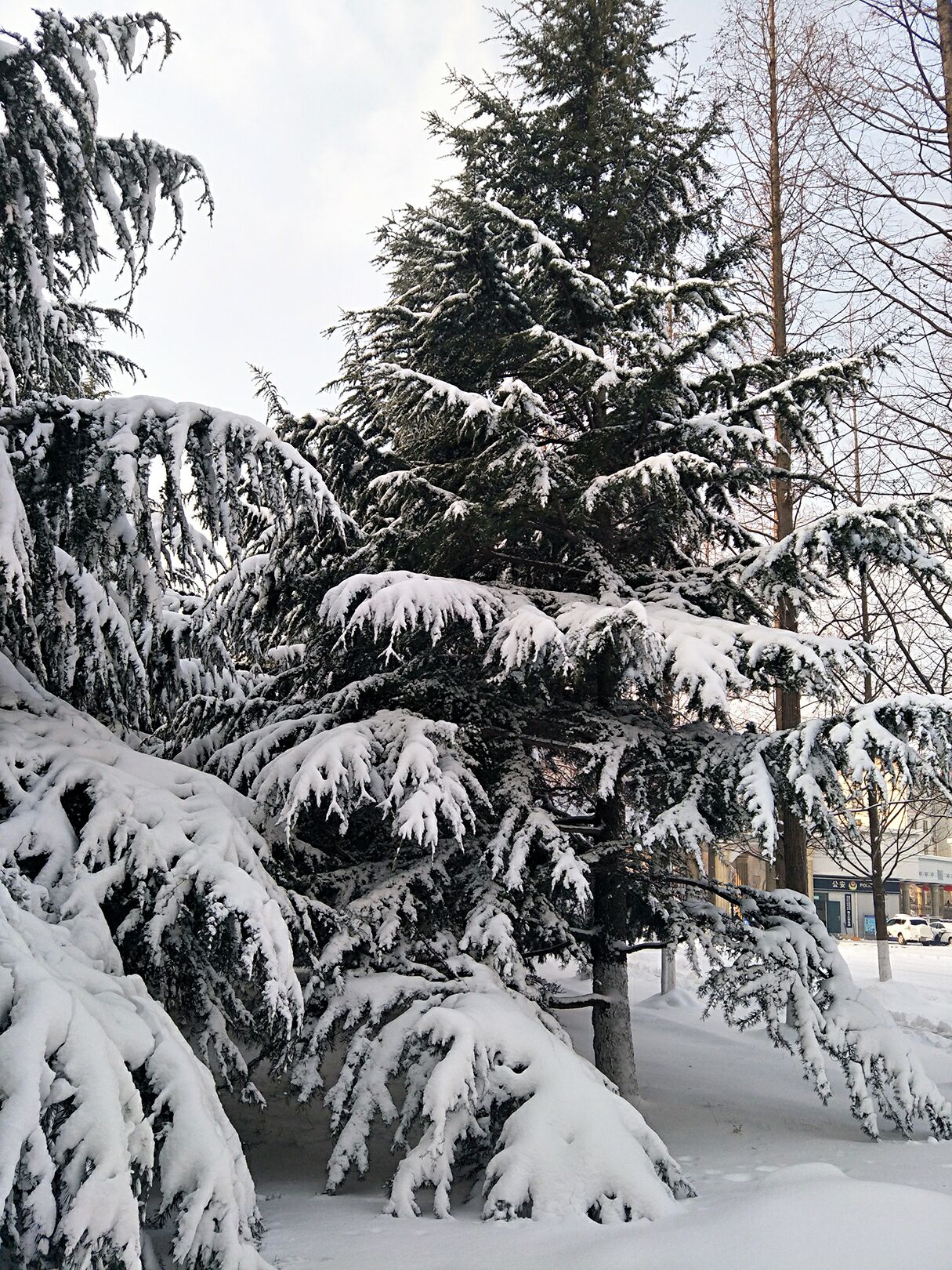 积雪的松树