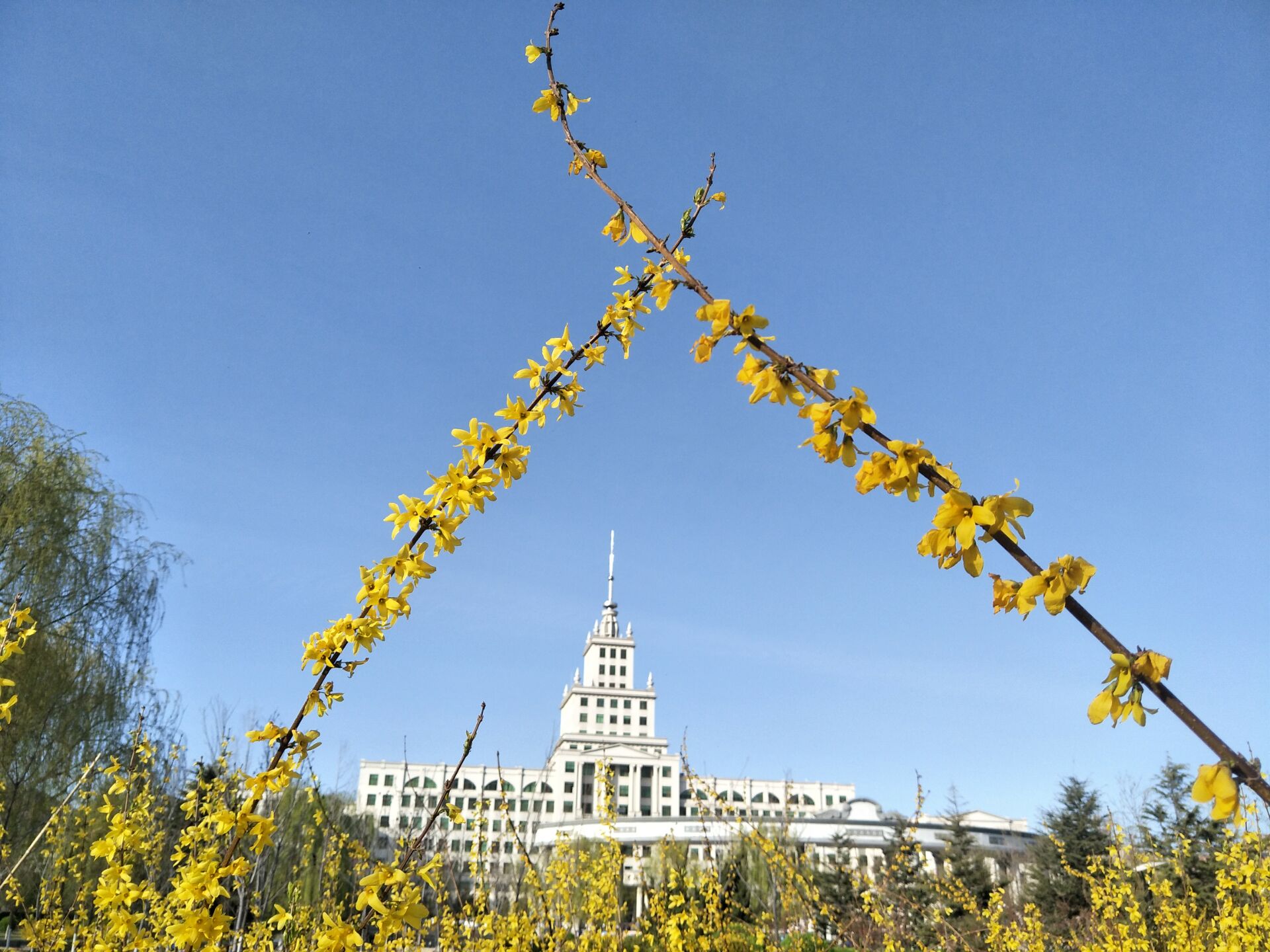 迎春花开的校园