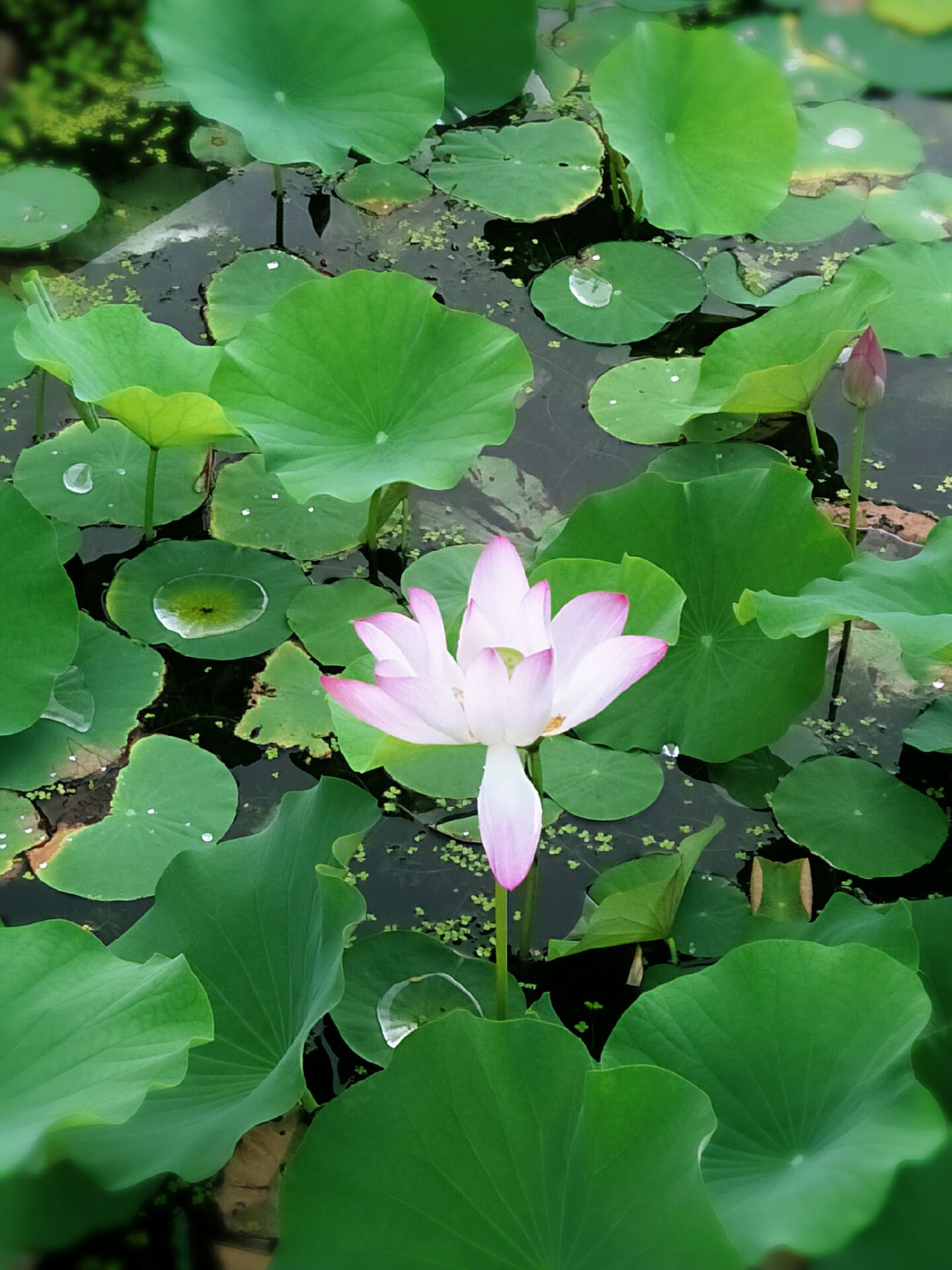 雨后日月湖的荷花